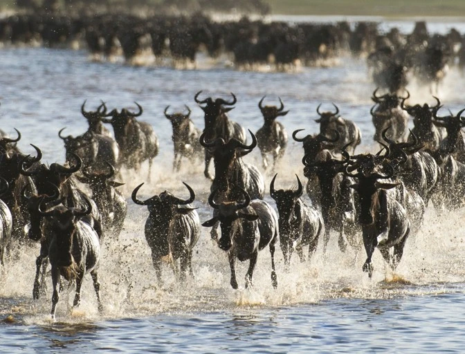 13-Day Kenya & Tanzania Great Migration Safari